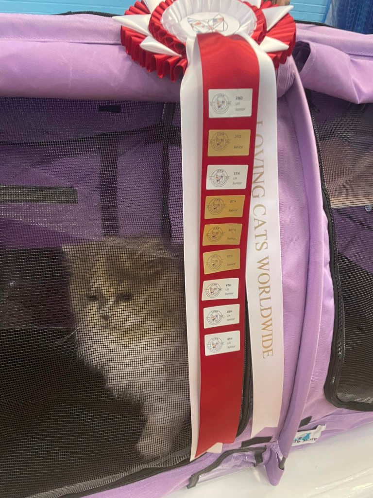 Rosette at a cat show