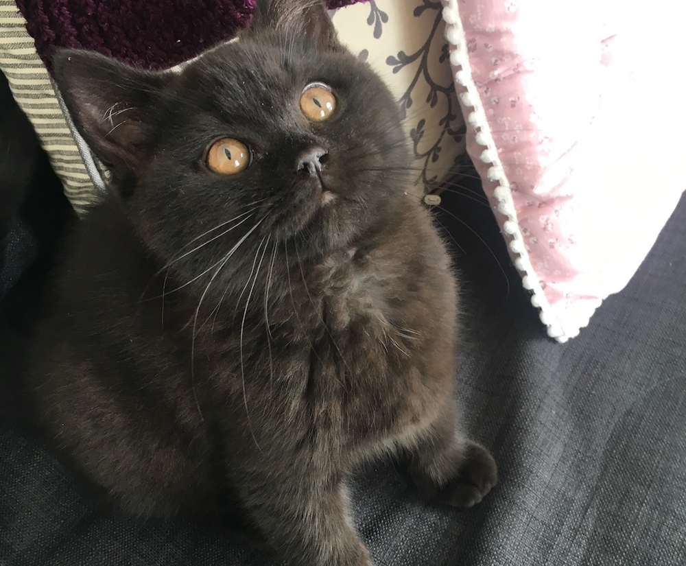 How to Buy a Pedigree Kitten, Responsibly – Part&nbsp;2