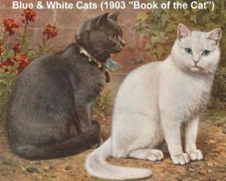 Two shorthair cats from 1903 book