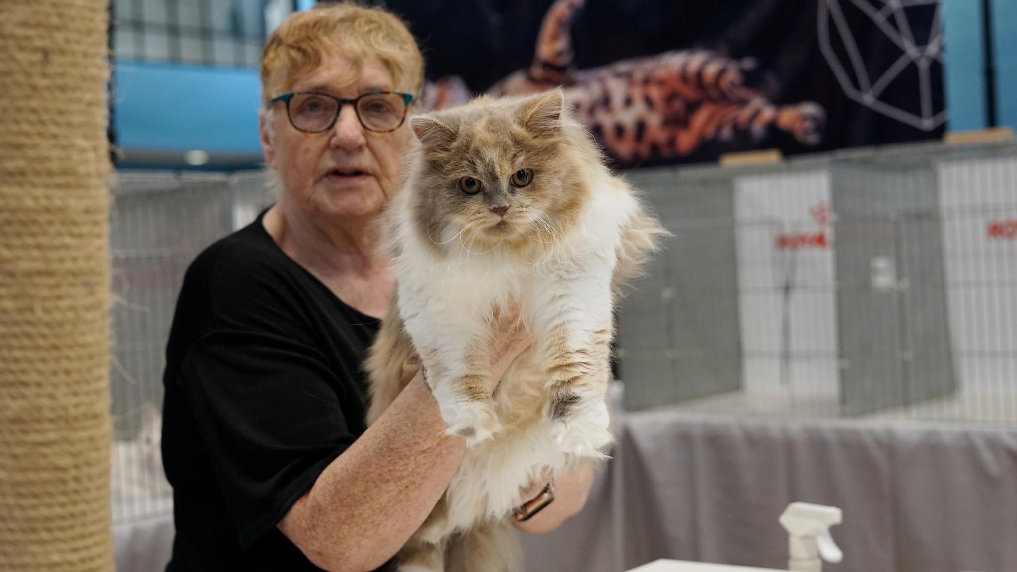 British Longhair cat at a cat show