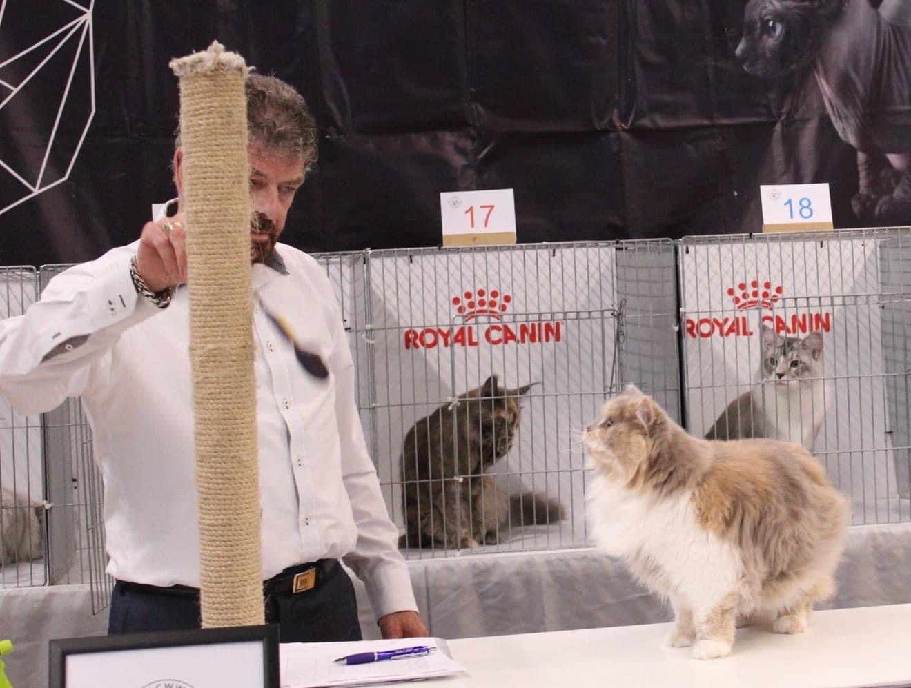 British Longhair cat at a cat show