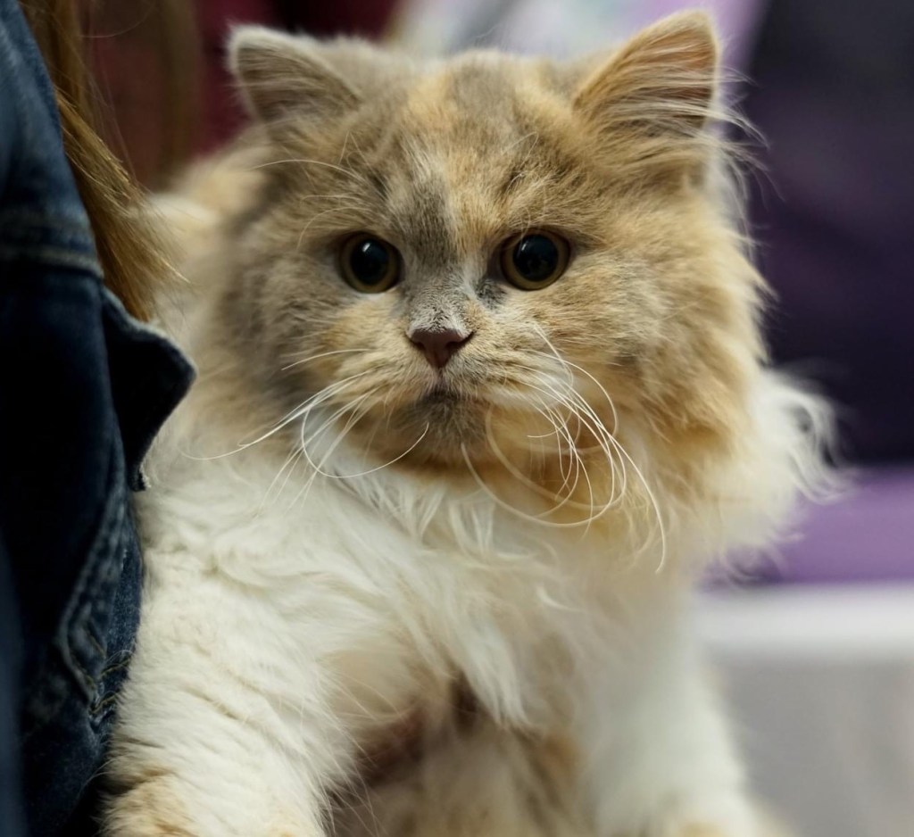British Longhair cat, lilac tortie and white, calico, held by the owner