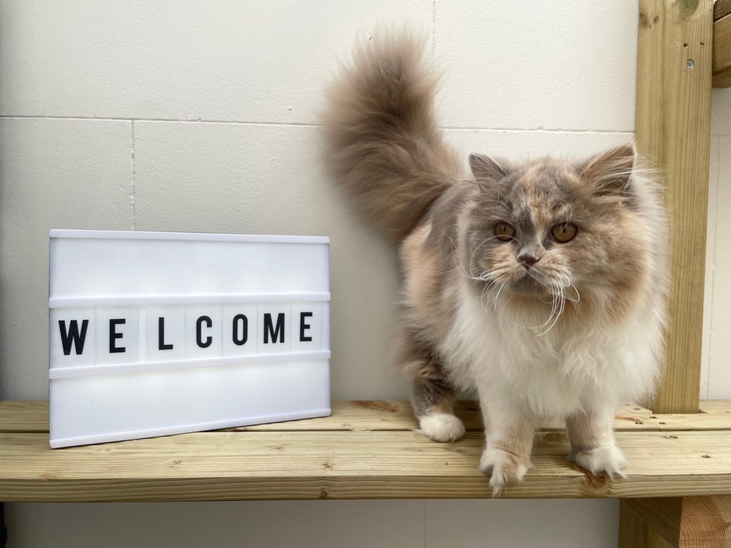 Welcome to EsteLuna!