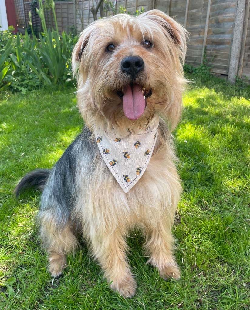 Fluffy dog wearing a bandana in the garden