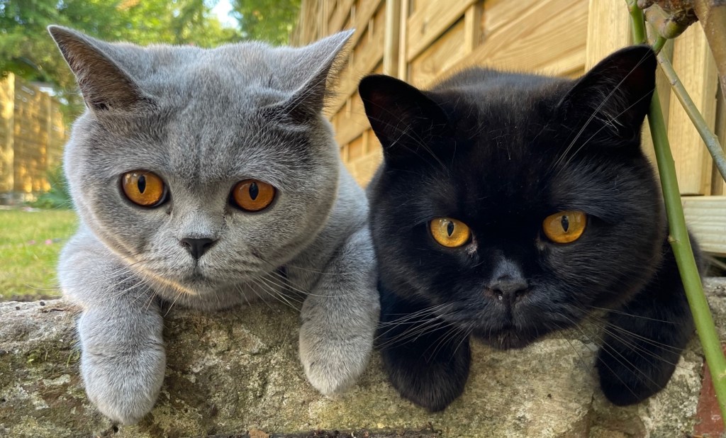 Two British Shorthairs, blue and black, looking at the camera