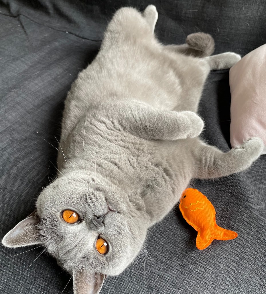 Blue BSH cat with orange eyes lying on her back with a fish toy