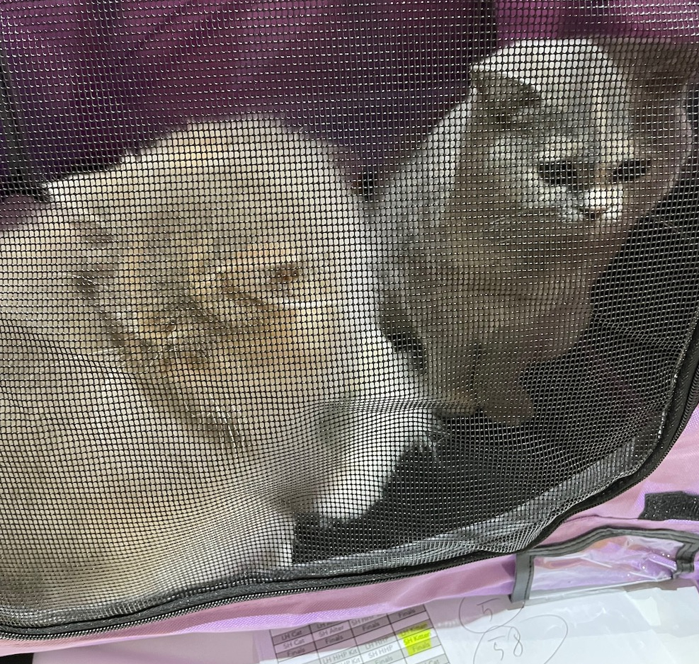 Two kittens in a pen