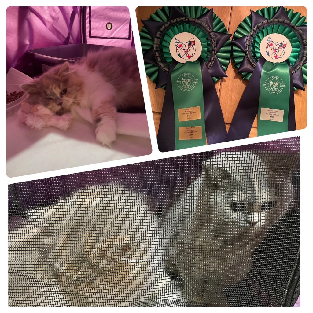 Two British kittens, longhair and shorthair, at a TICA cat show