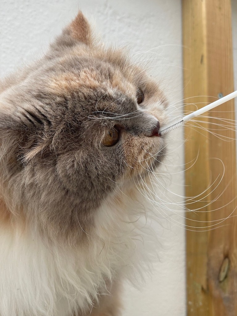 British Longhair cat sniffing a swab used for genetic testing
