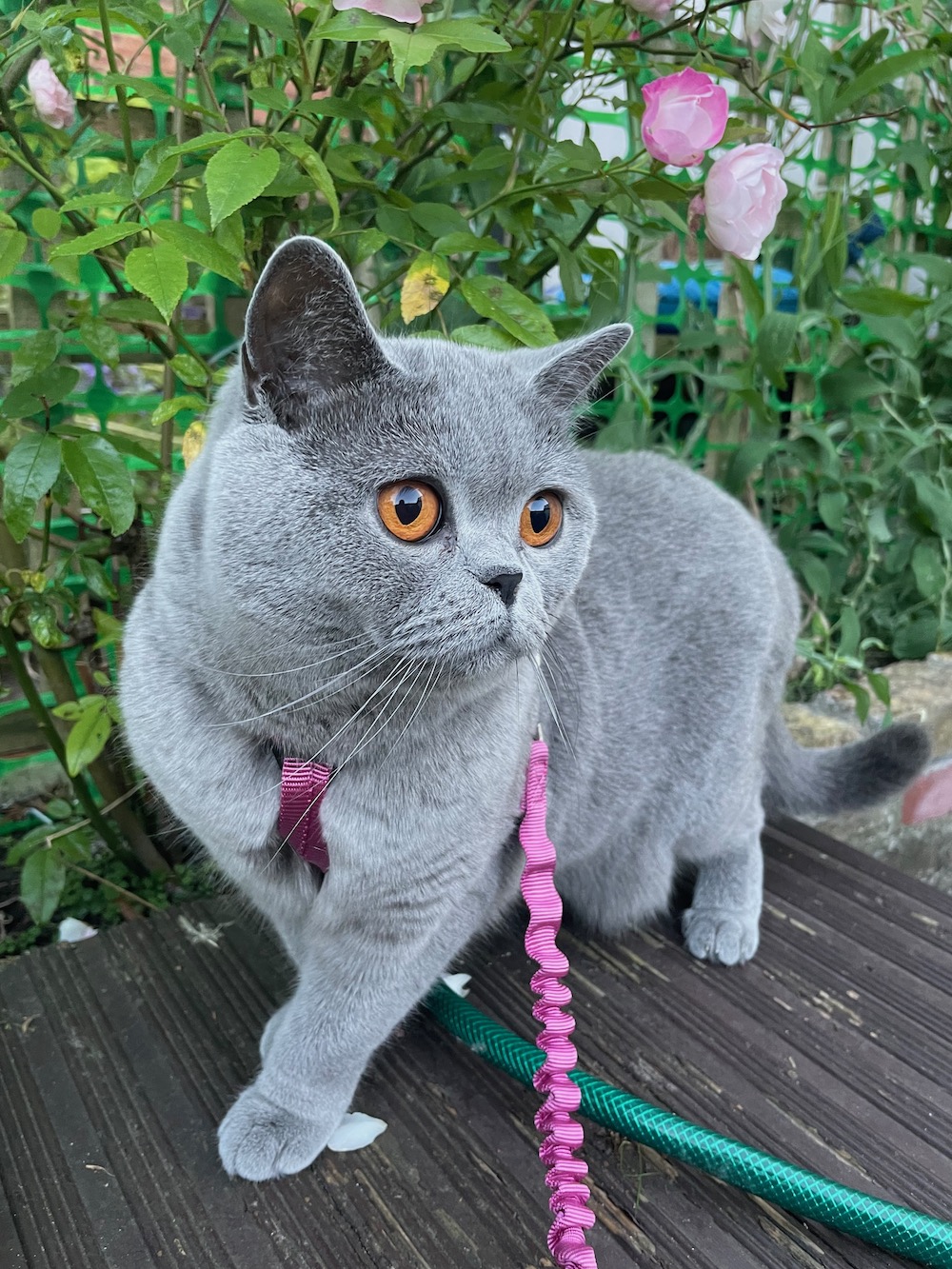 Fancy a Walk? How to Harness Train Your&nbsp;Cat