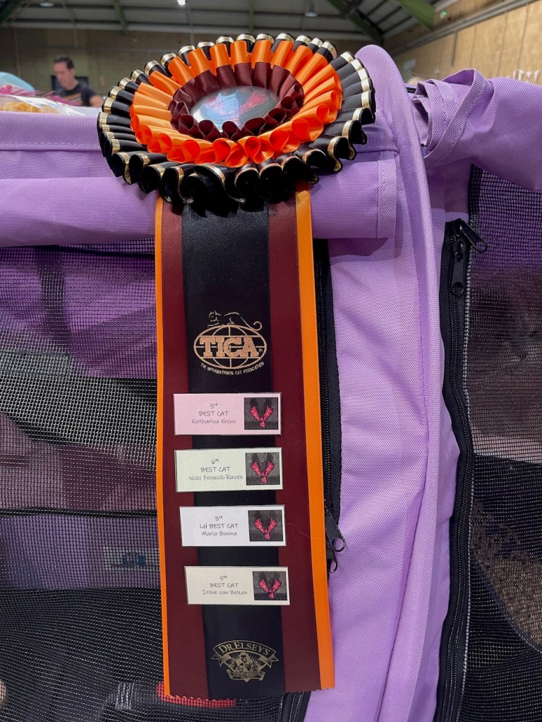 Anya rosette from TICA regional show