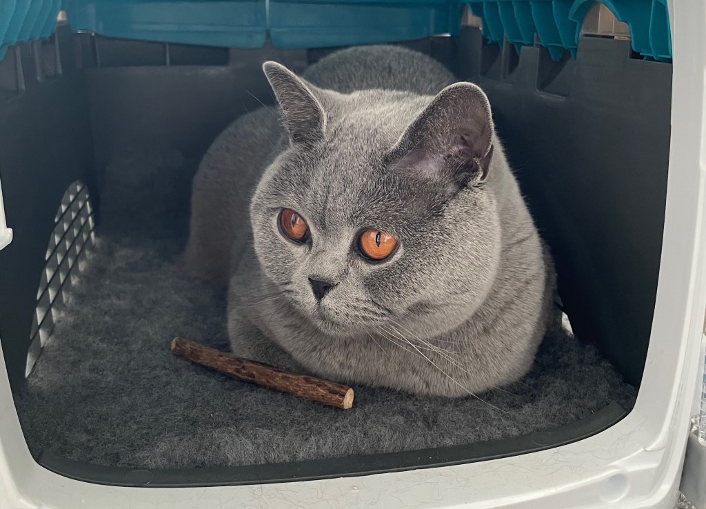 Tips for Moving House With Your&nbsp;Cat