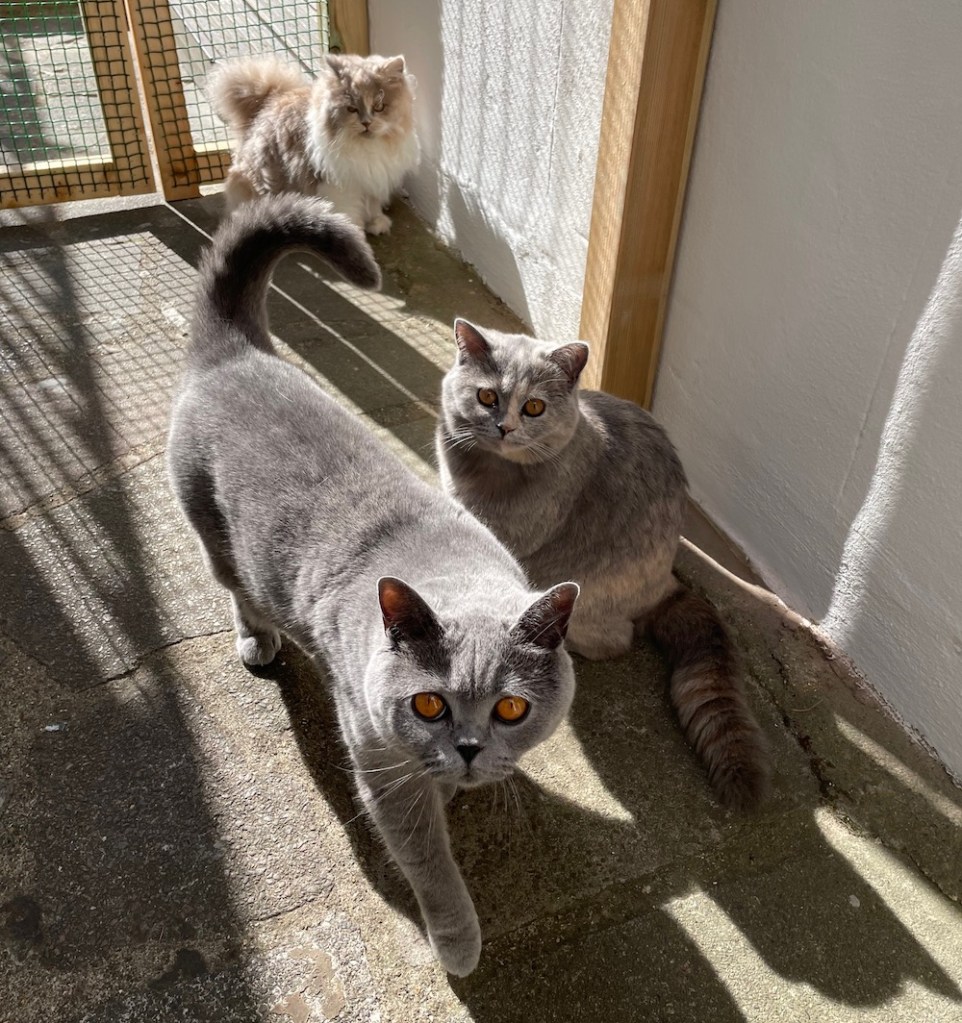 Three British cats, 2 shorthair and 1 longhair, in a catio on a sunny day