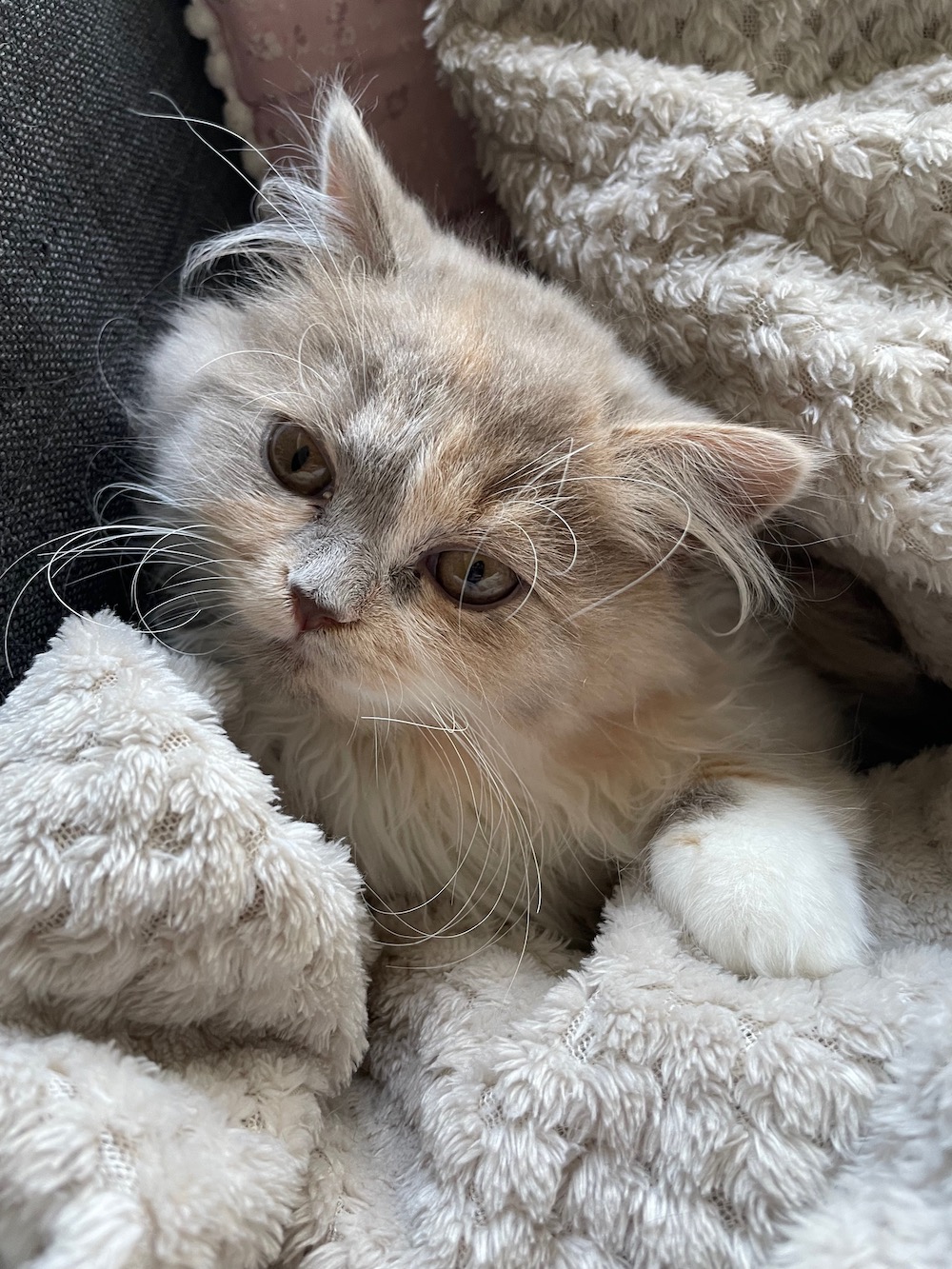British Longhair kitten tucked in a blanket