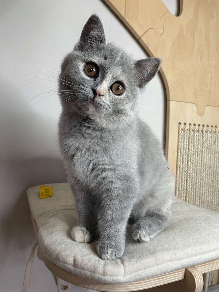 Blue tortie British Shorthair kitten sitting on a cat tree