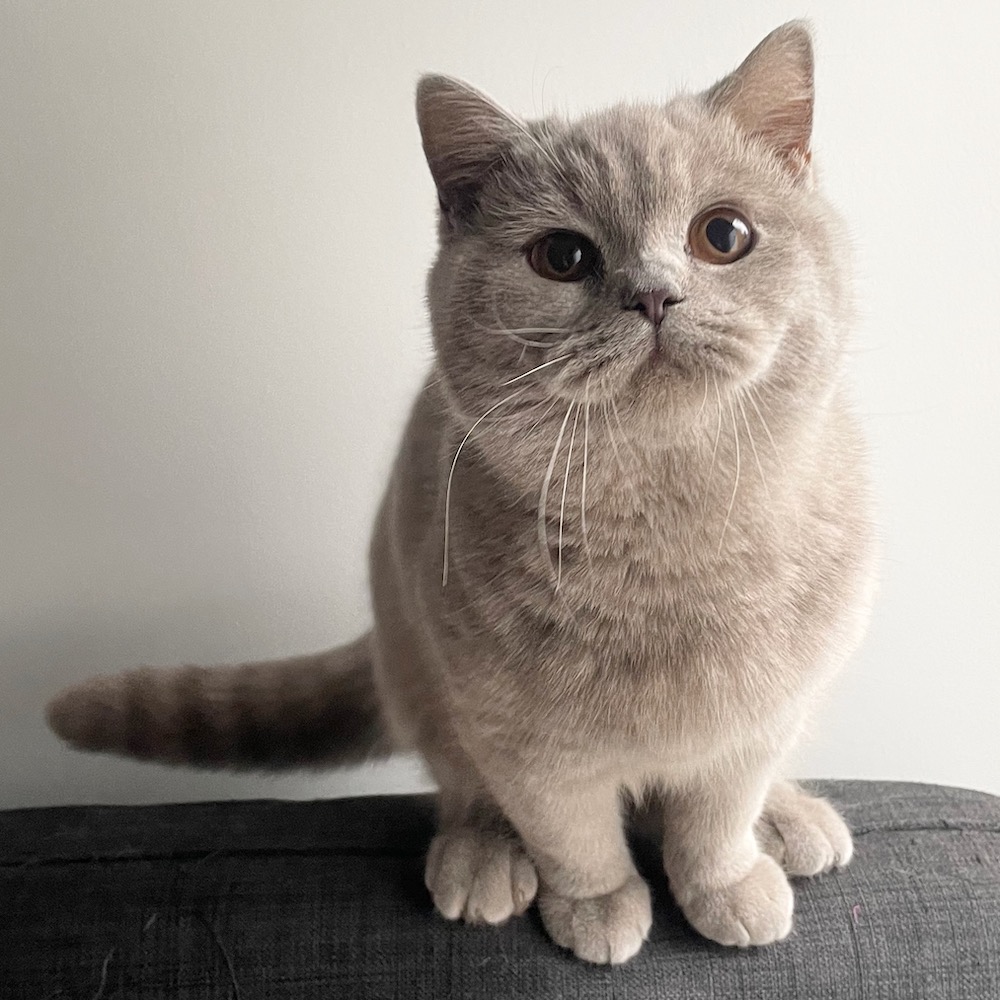 Lilac British Shorthair kitten