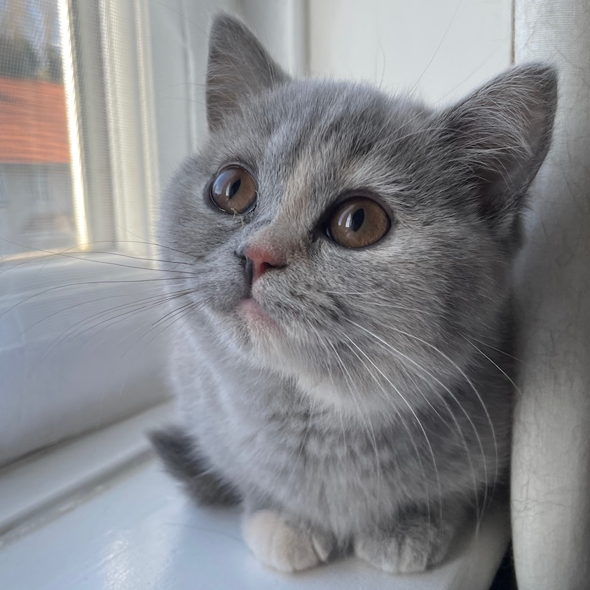 How to Buy a Pedigree Kitten, Responsibly – Part&nbsp;1