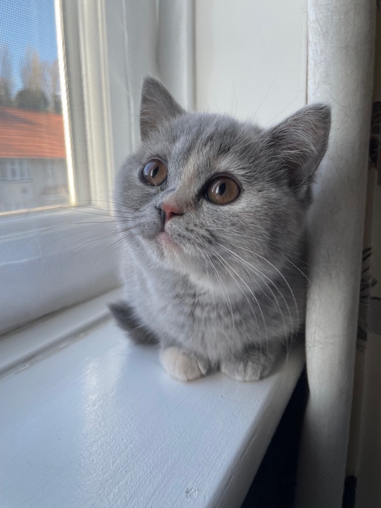 Blue tortie British Shorthair kitten sitting on a windowsill