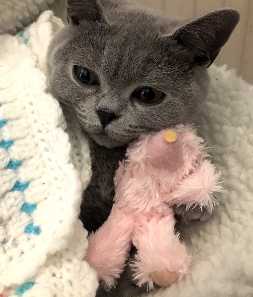 Blue British Shorthair kitten recovering under a blanket
