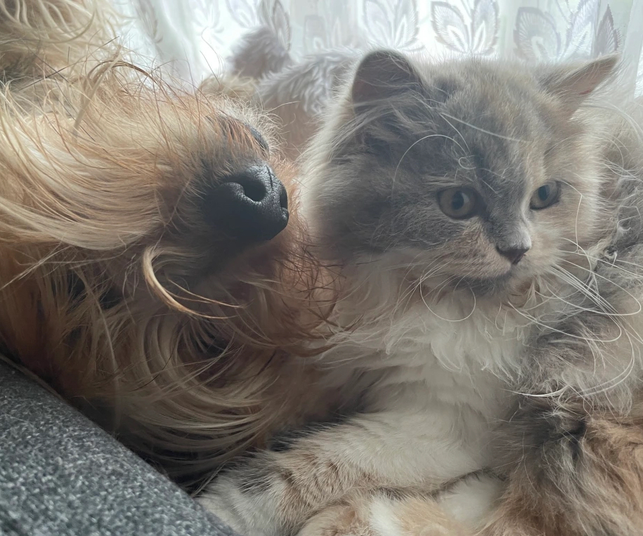 Basics of Cat & Dog&nbsp;Introductions