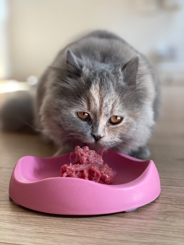 British Longhair kitten eating raw meat