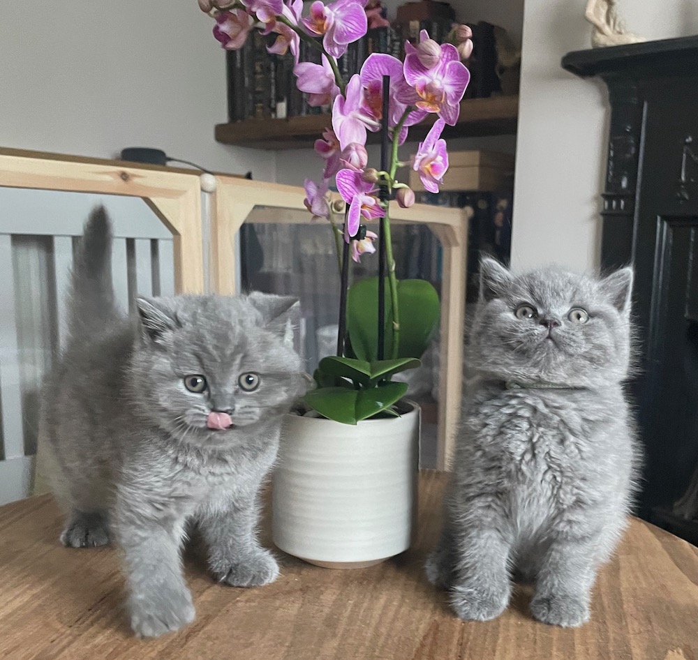 Bringing a New Kitten Home – First&nbsp;Days