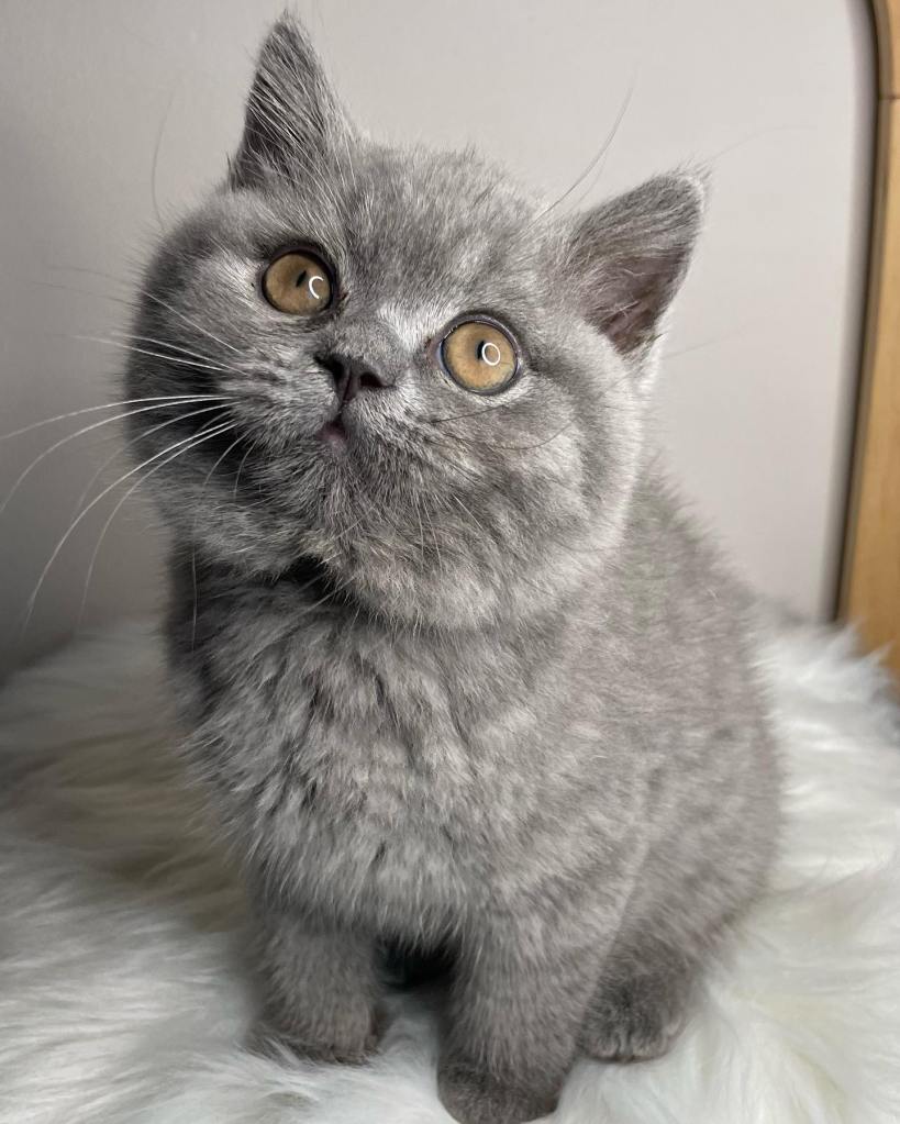 Blue British Shorthair (BSH) kitten