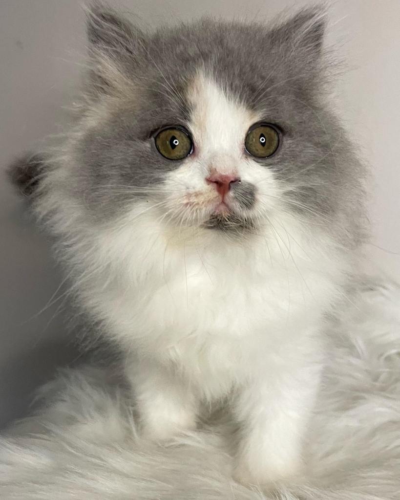 Blue Tortie White Bicolour British Longhair BLH kitten
