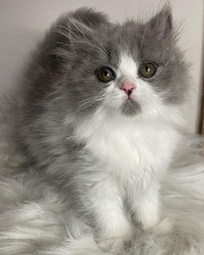 Blue White Bicolour British Longhair BLH kitten