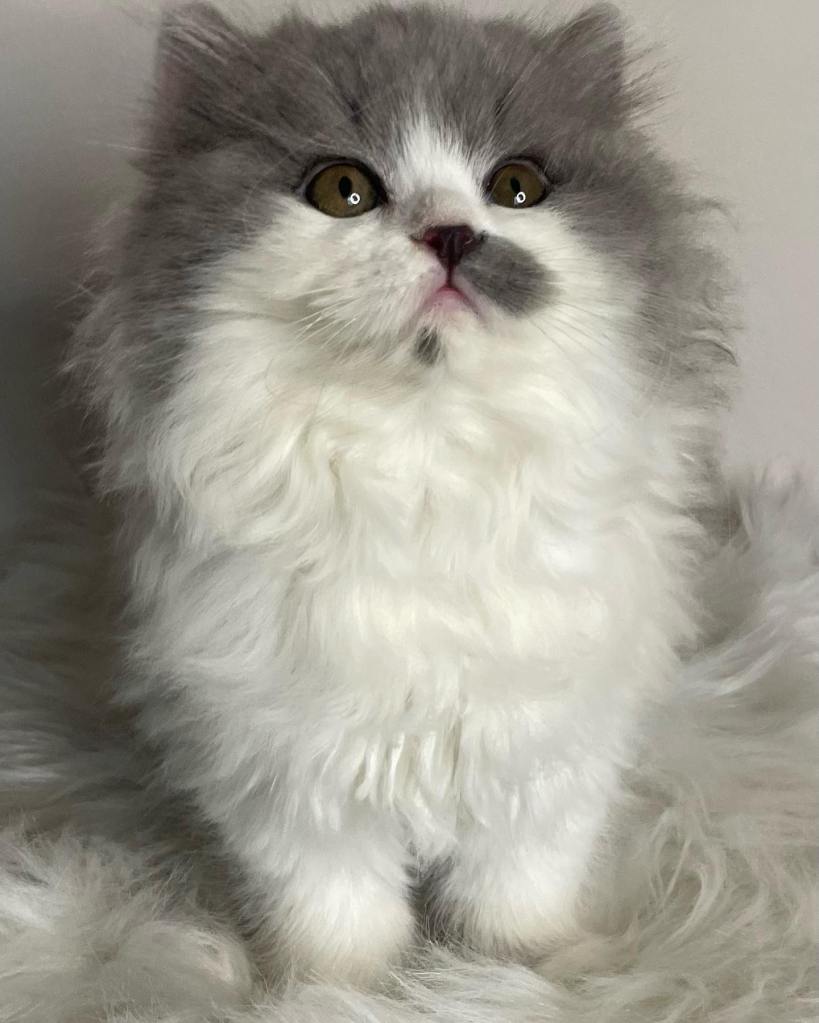 Blue White Bicolour British Longhair BLH kitten