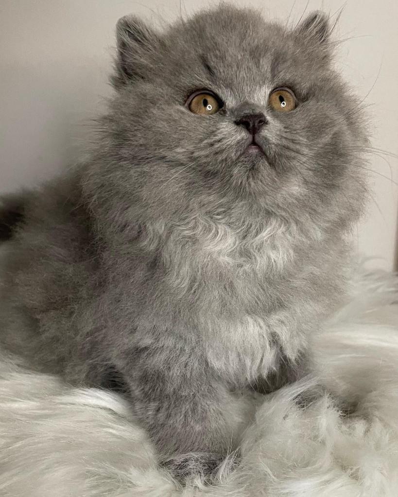 Blue British Longhair BLH kitten