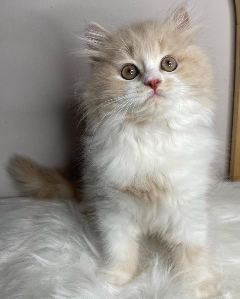 Cream White Bicolour British Longhair BLH kitten