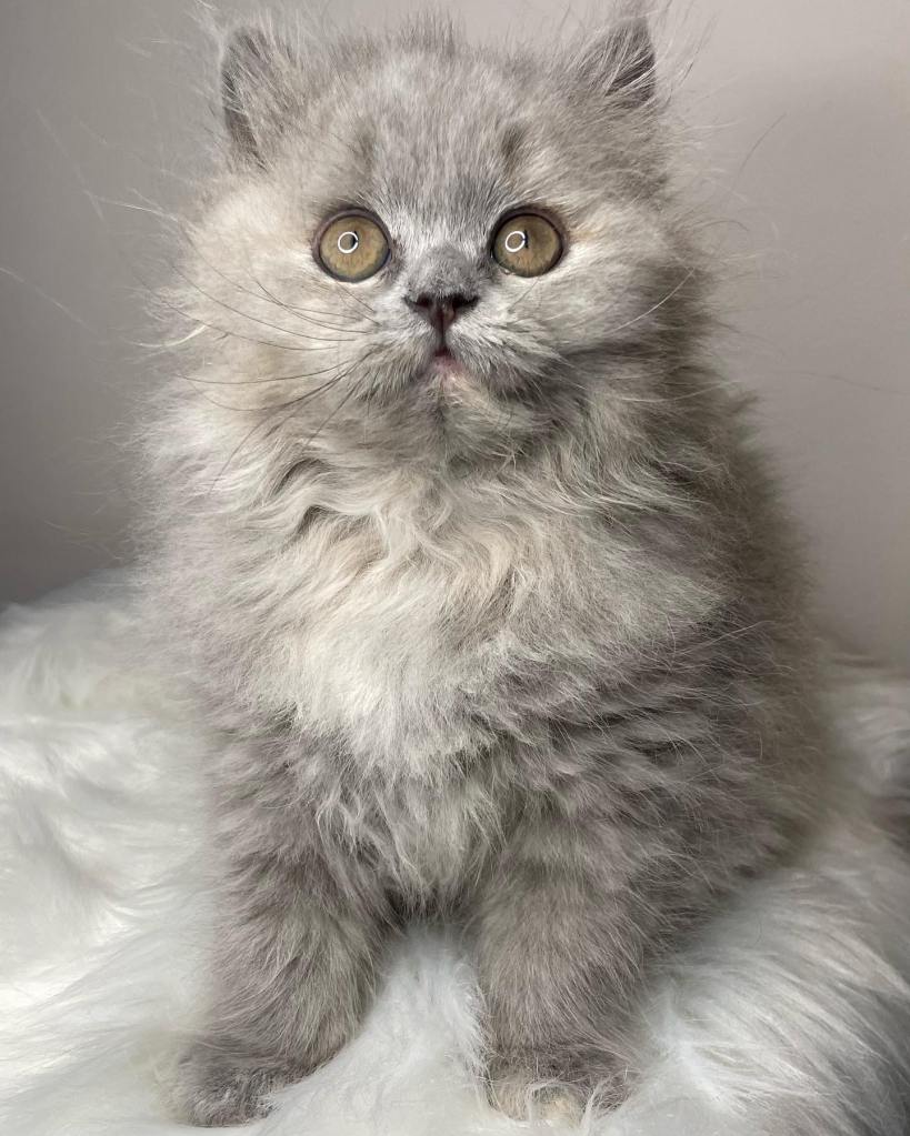 Blue Tortie British Longhair BLH kitten