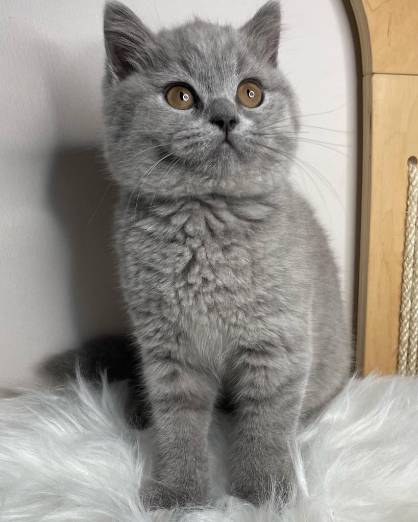 Blue British Shorthair (BSH) kitten