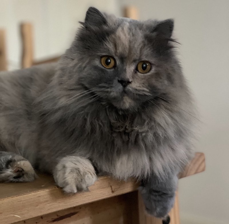 Blue Tortie / Blue-Cream British Longhair
