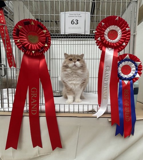 Creed, Cream/White British Longhair, at London and Essex Cat Club Shows, gaining two Grand Challenge Certificates. 