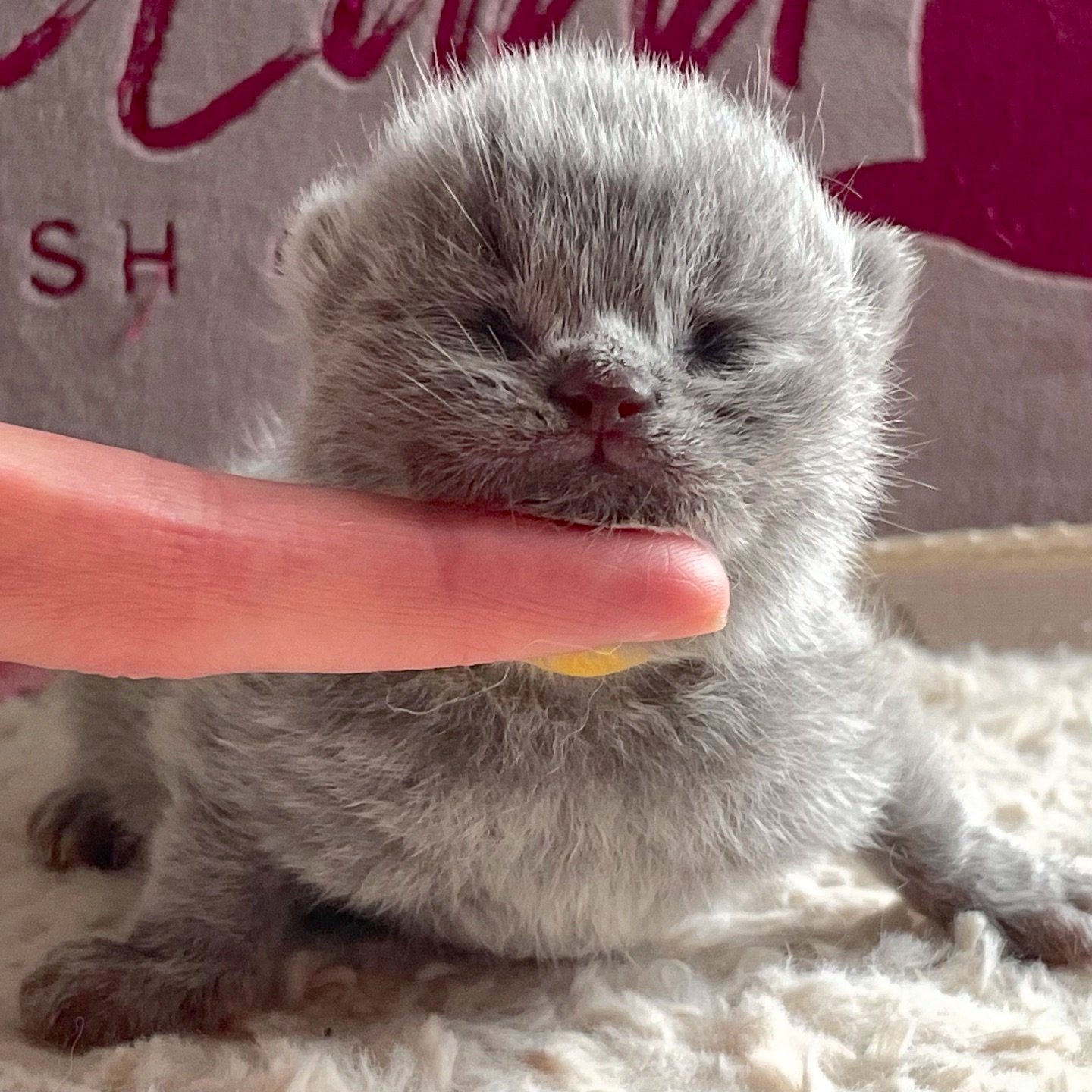 1 week old Blue British Shorthair Kitten 1 week old