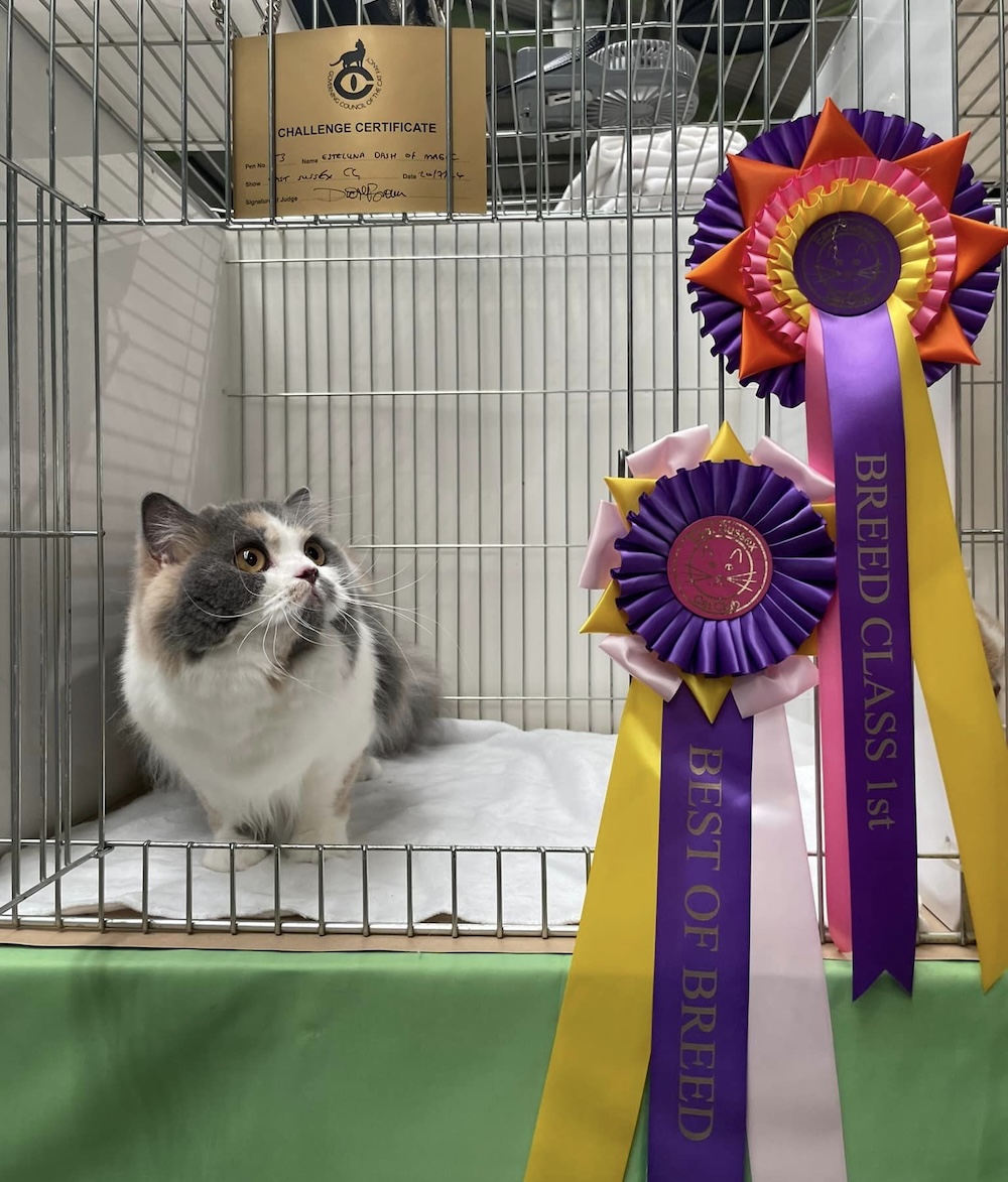 Blue Tortie White bicolour British Longhair BLH cat at GCCF show