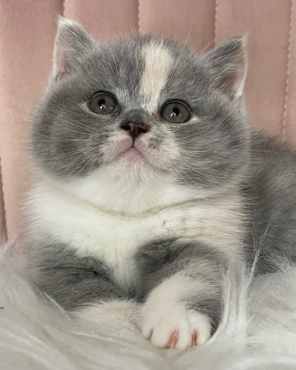 Blue Tortie White Bicolour Calico British Shorthair