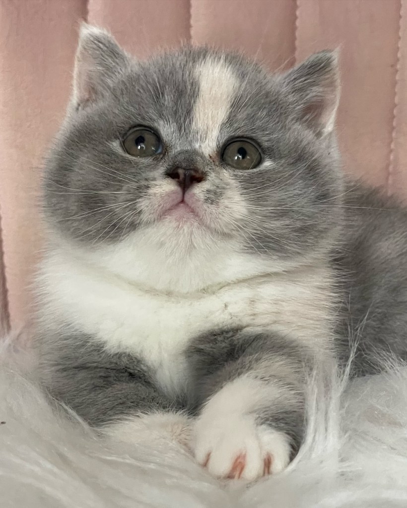 Blue Tortie White Bicolour Calico British Shorthair