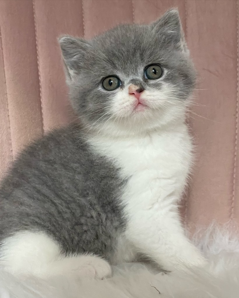 Blue White bicolour British Shorthair
