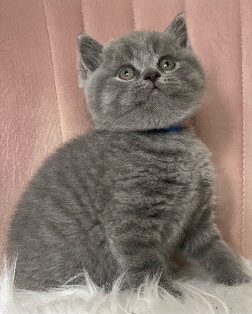Blue British Shorthair kitten