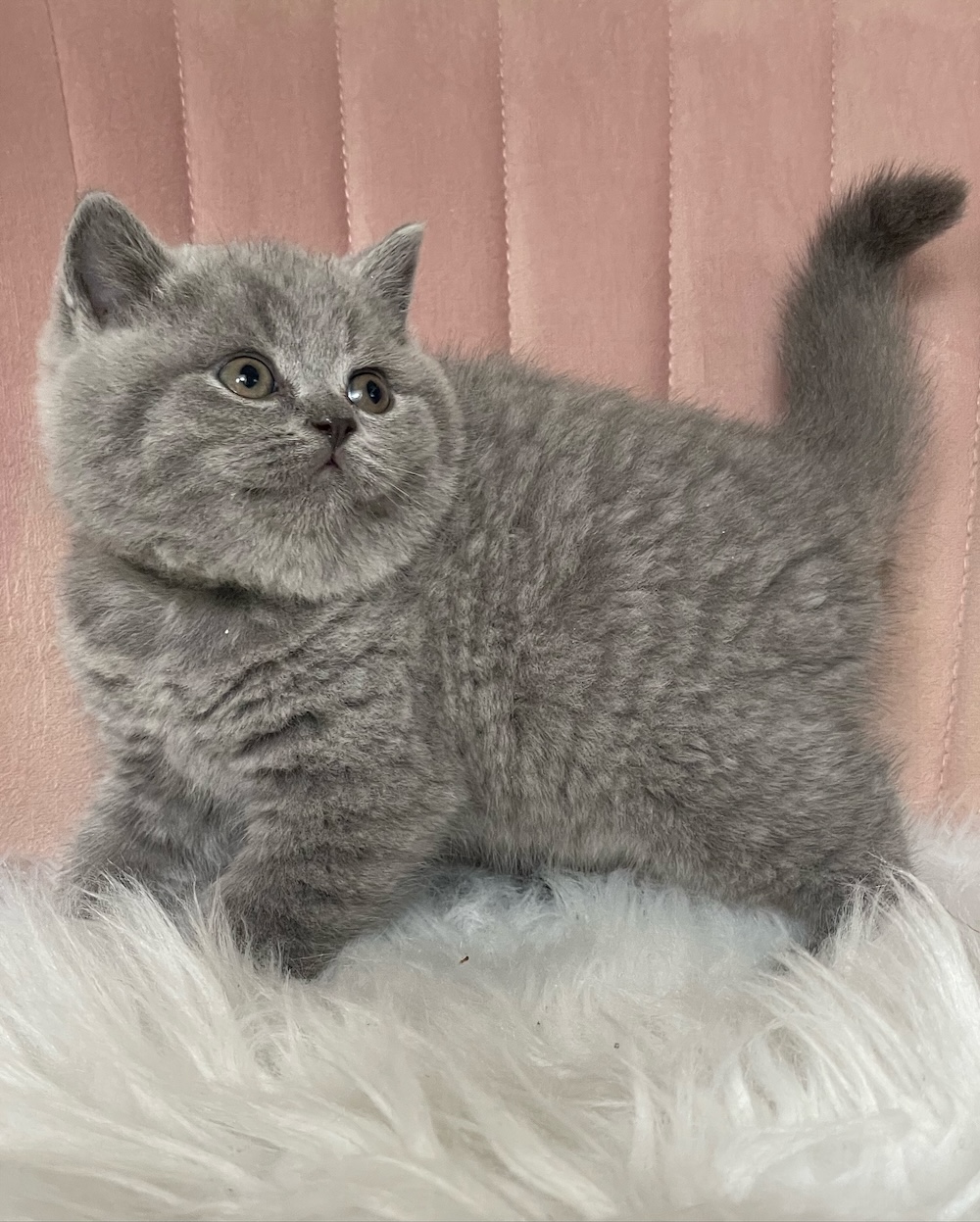 Blue British Shorthair