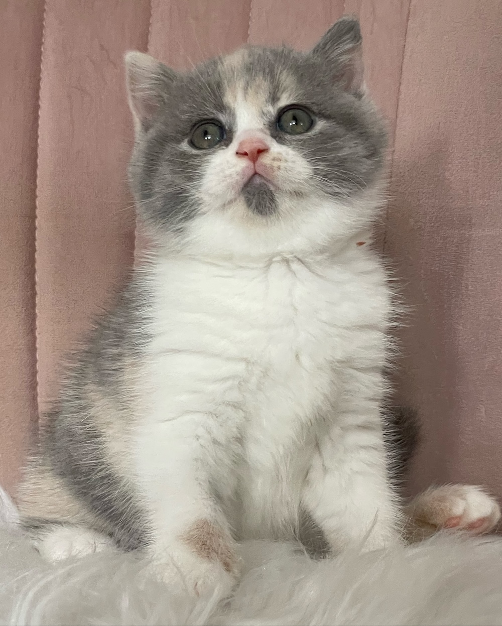 Blue Tortie White Bicolour Calico British Shorthair