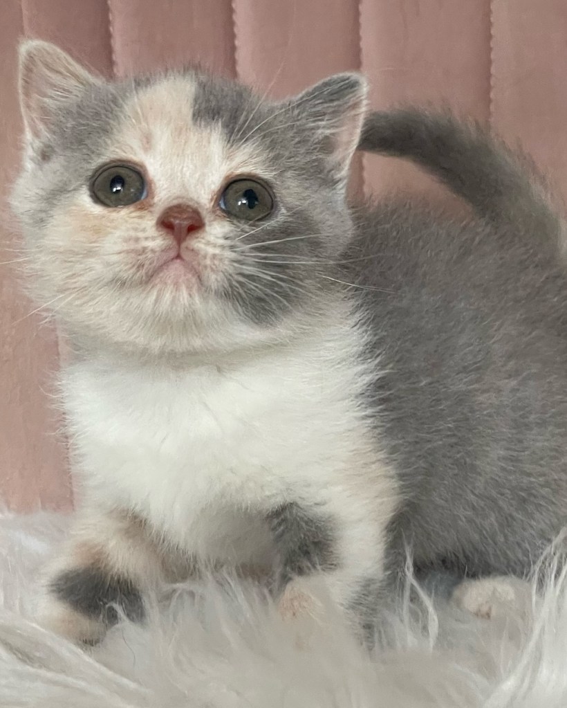 Blue Tortie White Bicolour Calico British Shorthair