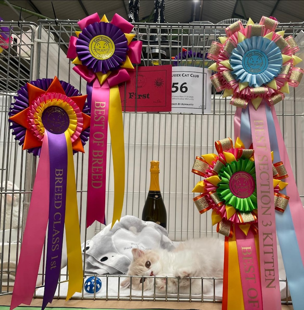 Cream/white British Longhair BLH kitten at GCCF show