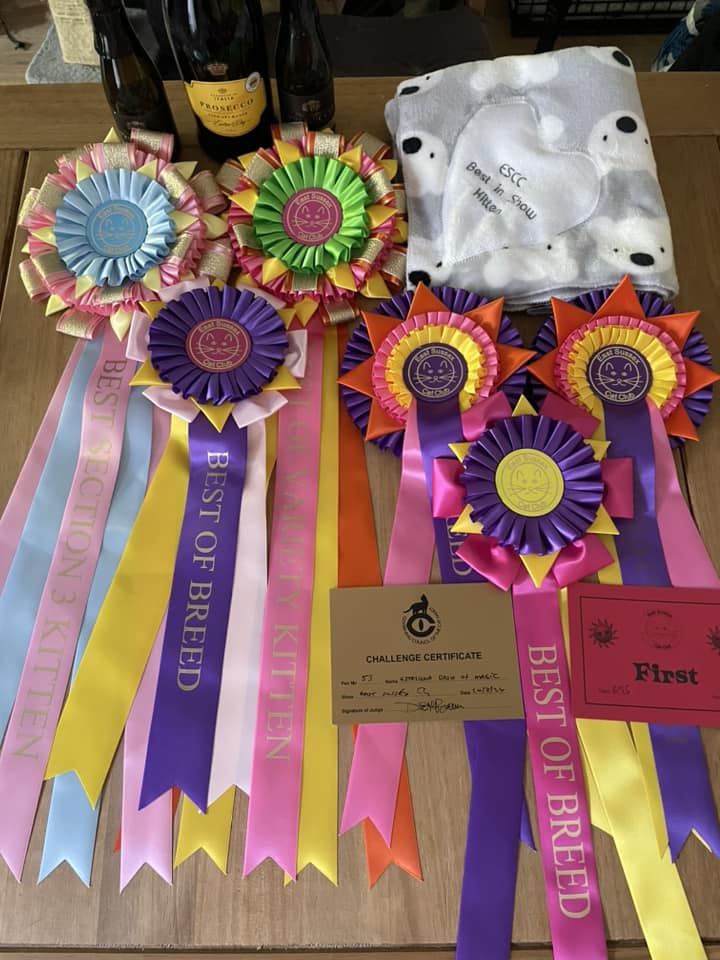 Rosettes and awards from GCCF East Sussex Cat Club show