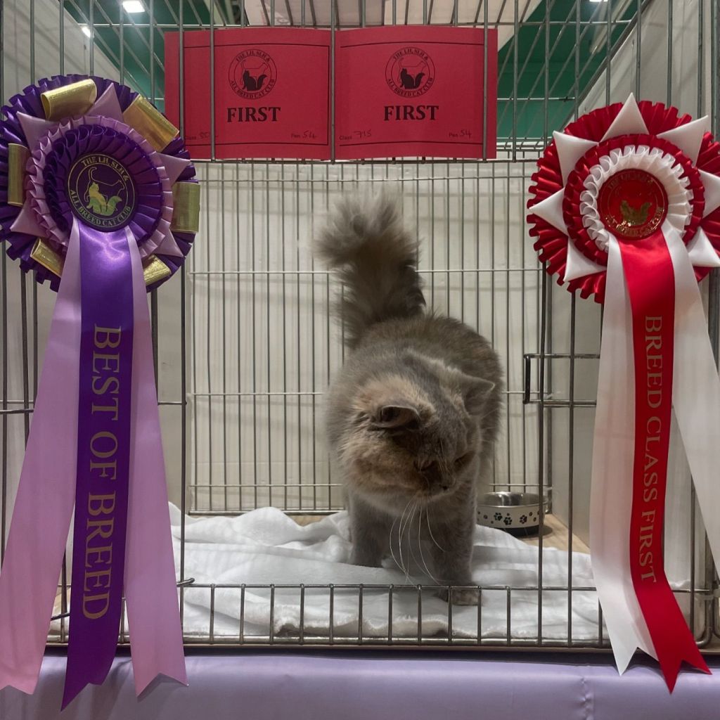 LH, SLH & All Breed CC&nbsp;Show